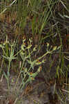 Florida pineland spurge